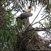 sharon osberg (SharonO) > May 2009 Rookeries photo