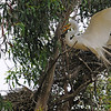 sharon osberg (SharonO) > May 2009 Rookeries photo