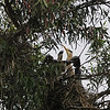 sharon osberg (SharonO) > May 2009 Rookeries photo