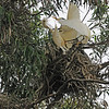 sharon osberg (SharonO) > May 2009 Rookeries photo