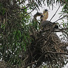 sharon osberg (SharonO) > May 2009 Rookeries photo