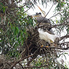 sharon osberg (SharonO) > May 2009 Rookeries photo