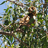 sharon osberg (SharonO) > May 2009 Rookeries photo