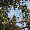 sharon osberg (SharonO) > May 2009 Rookeries photo