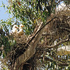sharon osberg (SharonO) > May 2009 Rookeries photo