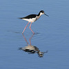 sharon osberg (SharonO) > Palo Alto Baylands, etc,  Oct 2006 photo