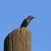 sharon osberg (SharonO) > Palo Alto Baylands, etc,  Oct 2006 photo