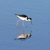 sharon osberg (SharonO) > Palo Alto Baylands, etc,  Oct 2006 photo