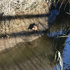 sharon osberg (SharonO) > Palo Alto Baylands, etc,  Oct 2006 photo
