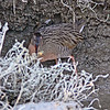 sharon osberg (SharonO) > Palo Alto Baylands, etc,  Oct 2006 photo
