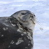 sharon osberg (SharonO) > Antarctica photo