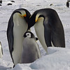 sharon osberg (SharonO) > Antarctica photo