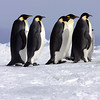 sharon osberg (SharonO) > Antarctica photo