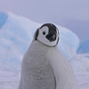 sharon osberg (SharonO) > Antarctica photo