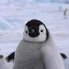sharon osberg (SharonO) > Antarctica photo