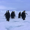 sharon osberg (SharonO) > Antarctica photo