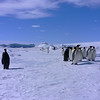 sharon osberg (SharonO) > Antarctica photo