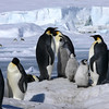 sharon osberg (SharonO) > Antarctica photo