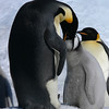 sharon osberg (SharonO) > Antarctica photo
