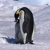 sharon osberg (SharonO) > Antarctica photo