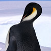 sharon osberg (SharonO) > Antarctica photo