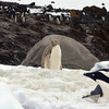 sharon osberg (SharonO) > Antarctica 2 photo