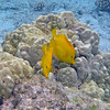 sharon osberg (SharonO) > Big Island Feb 2007 - snorkeling photo