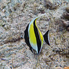 sharon osberg (SharonO) > Big Island Feb 2007 - snorkeling photo