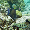 sharon osberg (SharonO) > Big Island Feb 2007 - snorkeling photo