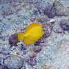 sharon osberg (SharonO) > Big Island Feb 2007 - snorkeling photo