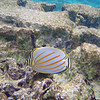 sharon osberg (SharonO) > Big Island Feb 2007 - snorkeling photo