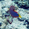 sharon osberg (SharonO) > Big Island Feb 2007 - snorkeling photo