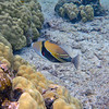 sharon osberg (SharonO) > Big Island Feb 2007 - snorkeling photo