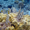 sharon osberg (SharonO) > Big Island Feb 2007 - snorkeling photo