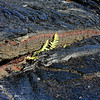 sharon osberg (SharonO) > Big Island Feb 2007 - Kilauea Volcano photo