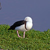 sharon osberg (SharonO) > Big Island Feb 2007 - Out and About photo