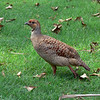 sharon osberg (SharonO) > Big Island Feb 2007 - Out and About photo