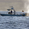 sharon osberg (SharonO) > Big Island Feb 2007 - Humpback Whales and Dolphins photo
