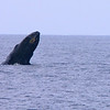 sharon osberg (SharonO) > Big Island Feb 2007 - Humpback Whales and Dolphins photo