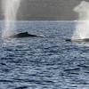sharon osberg (SharonO) > Big Island Feb 2007 - Humpback Whales and Dolphins photo