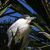sharon osberg (SharonO) > Palo Alto Duckpond March 2007 photo