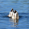 sharon osberg (SharonO) > Palo Alto Duckpond March 2007 photo