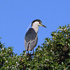 sharon osberg (SharonO) > Palo Alto Duckpond March 2007 photo