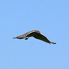 sharon osberg (SharonO) > Harriers, etc photo