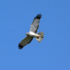 sharon osberg (SharonO) > Harriers, etc photo