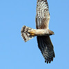 sharon osberg (SharonO) > Harriers, etc photo