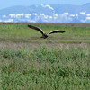 sharon osberg (SharonO) > Harriers, etc photo