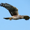 sharon osberg (SharonO) > Harriers, etc photo