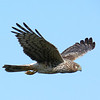 sharon osberg (SharonO) > Harriers, etc photo