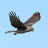 sharon osberg (SharonO) > Harriers, etc photo